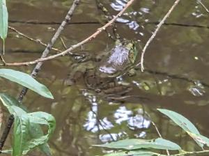 American Bullfrog