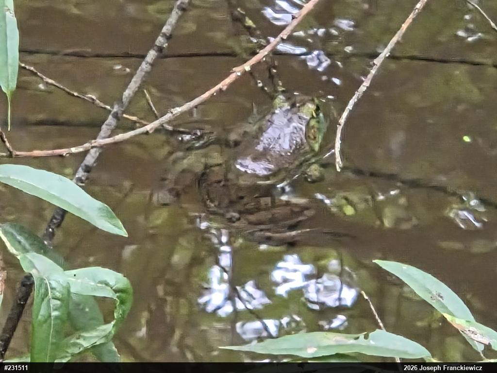 American Bullfrog