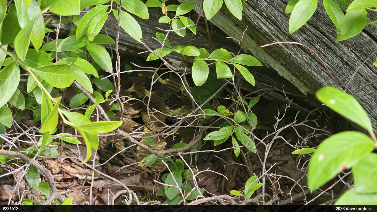 Timber Rattlesnake