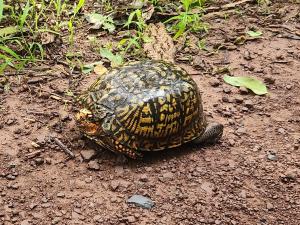 Eastern Box Turtle