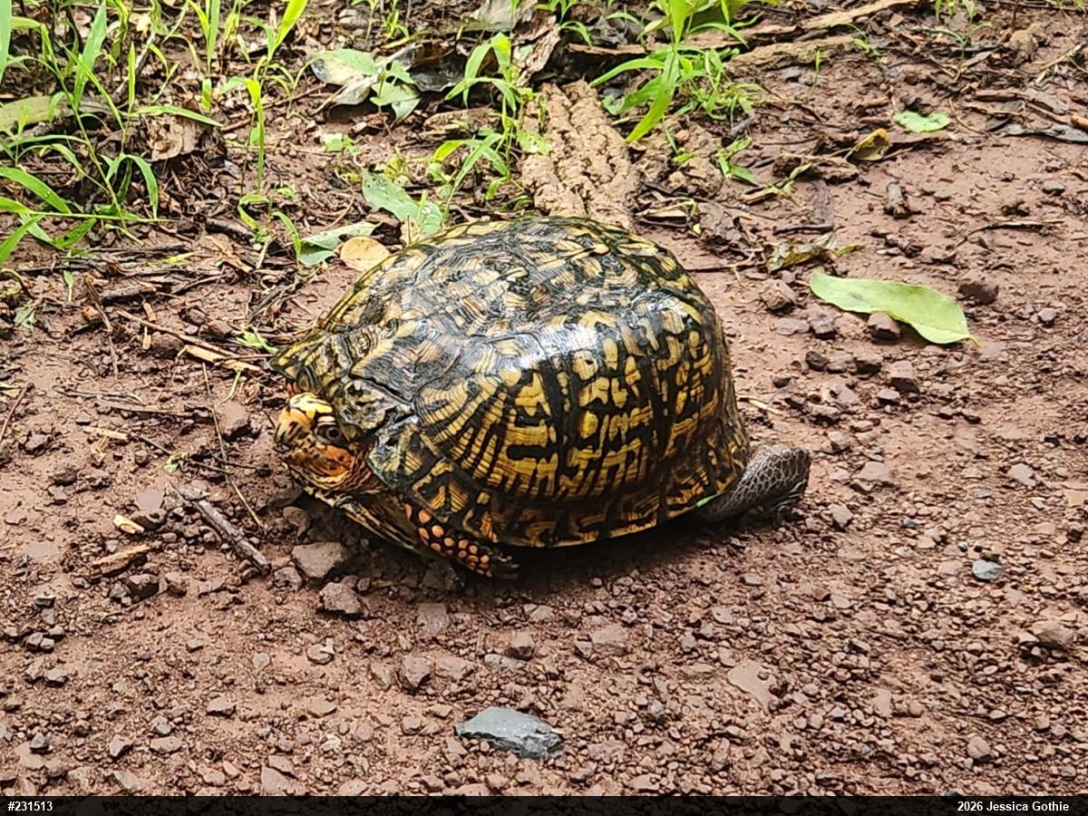Eastern Box Turtle