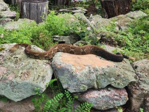Timber Rattlesnake