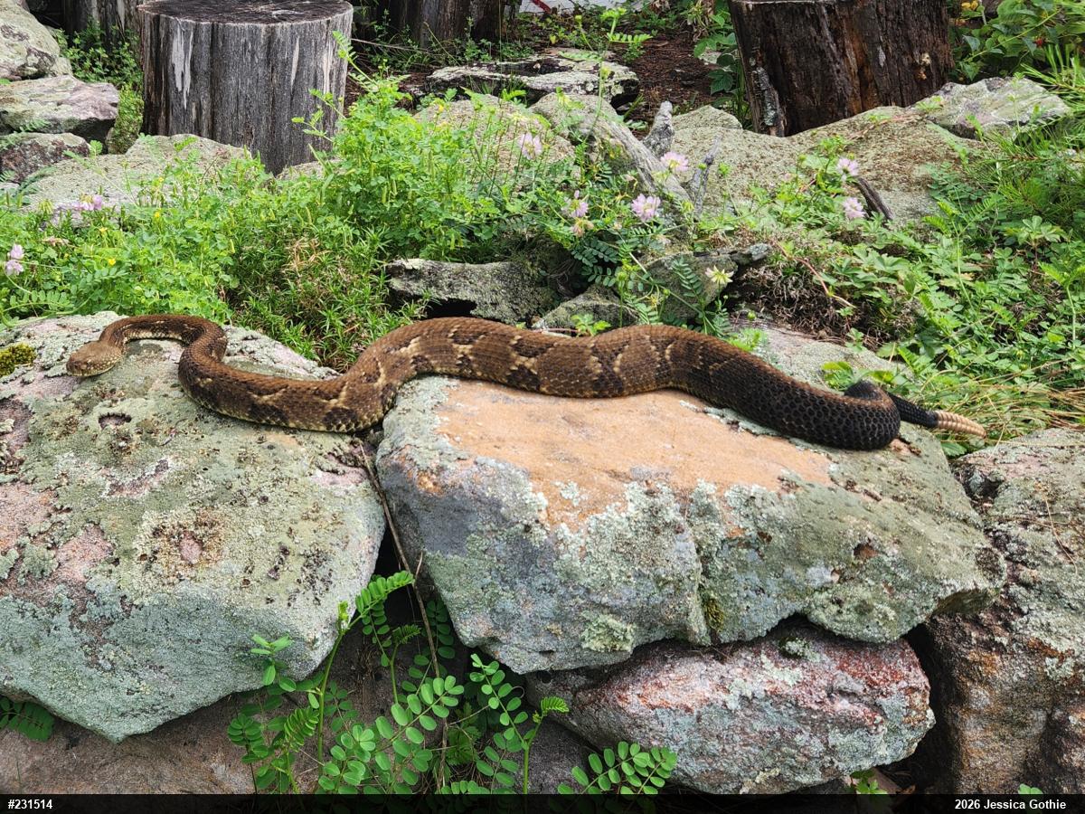 Timber Rattlesnake