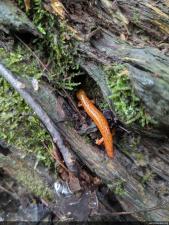 Northern Spring Salamander