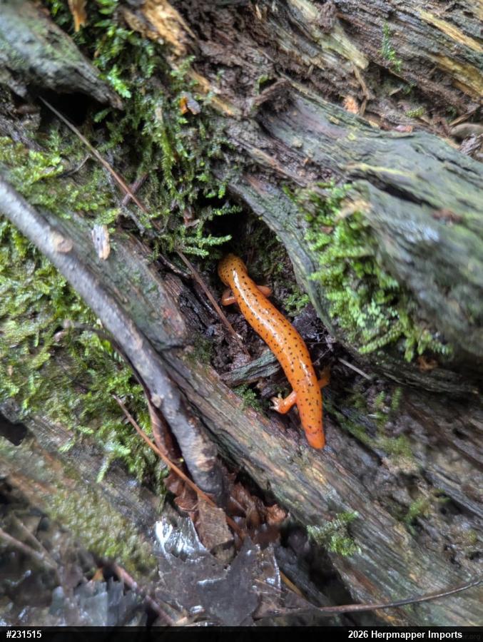 Northern Spring Salamander