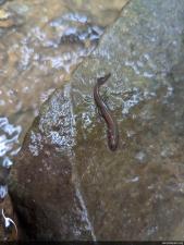 Northern Spring Salamander