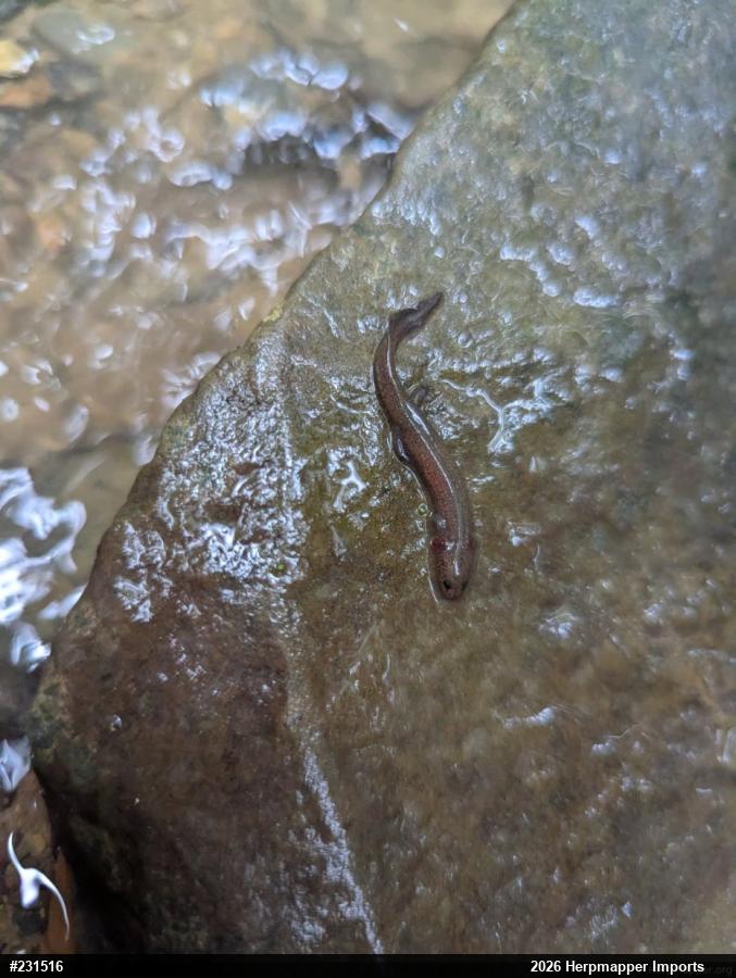 Northern Spring Salamander