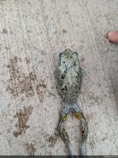 Unknown Gray Treefrog