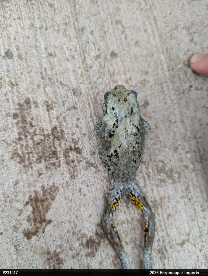 Unknown Gray Treefrog