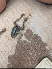 Pickerel Frog