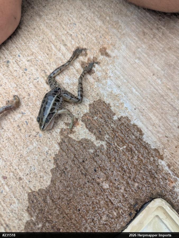Pickerel Frog