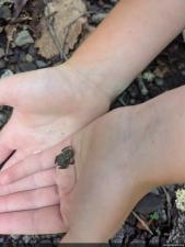 Eastern American Toad