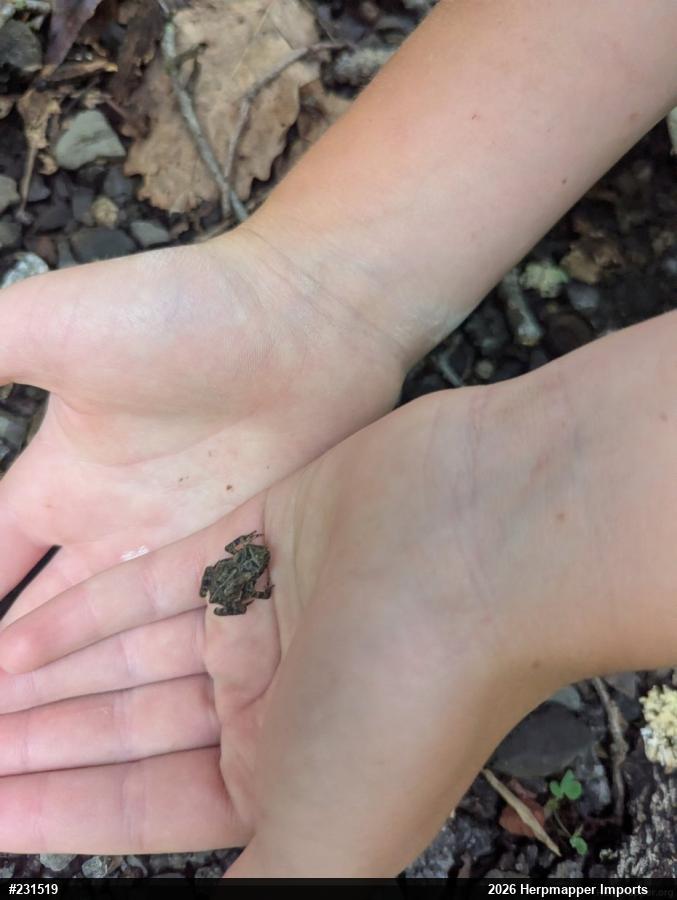 Eastern American Toad