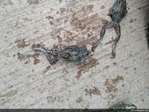 Unknown Gray Treefrog