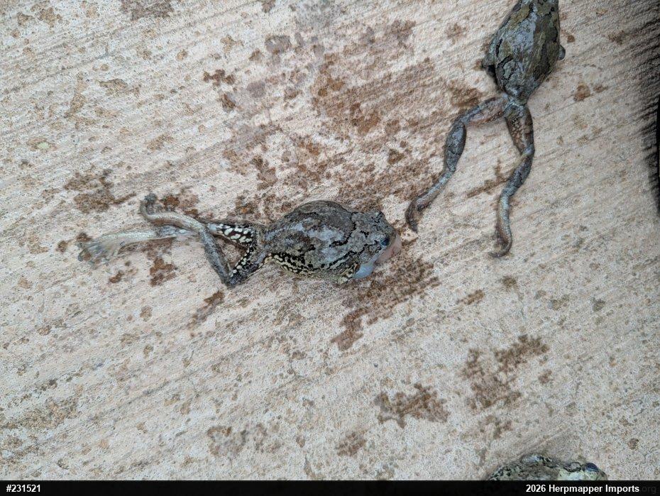 Unknown Gray Treefrog