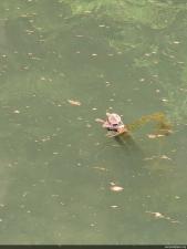 Northern Map Turtle