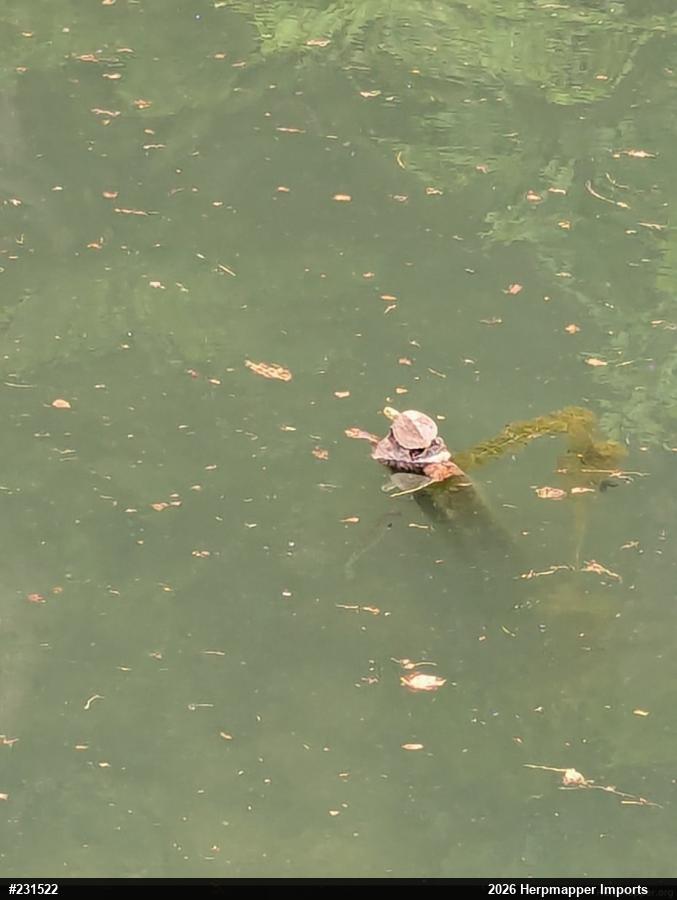 Northern Map Turtle