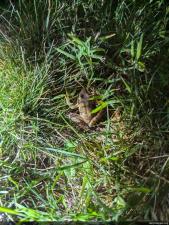 Wood Frog