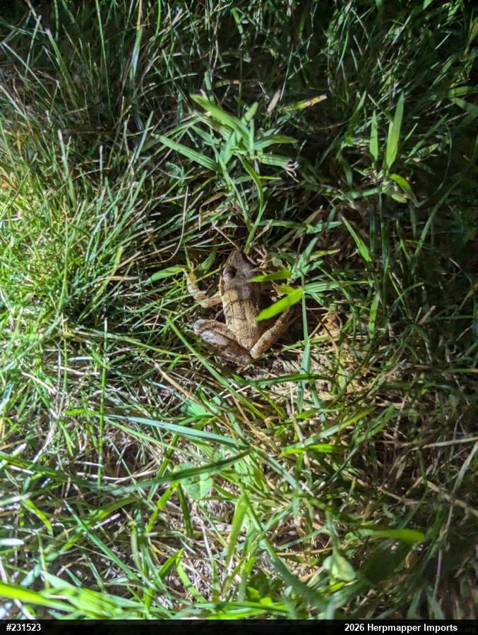 Wood Frog