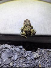 Eastern American Toad