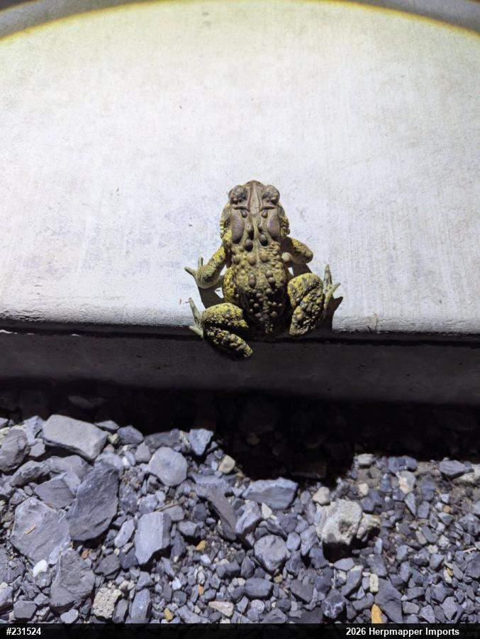 Eastern American Toad