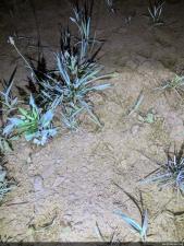 Eastern American Toad