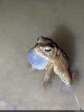 Eastern American Toad