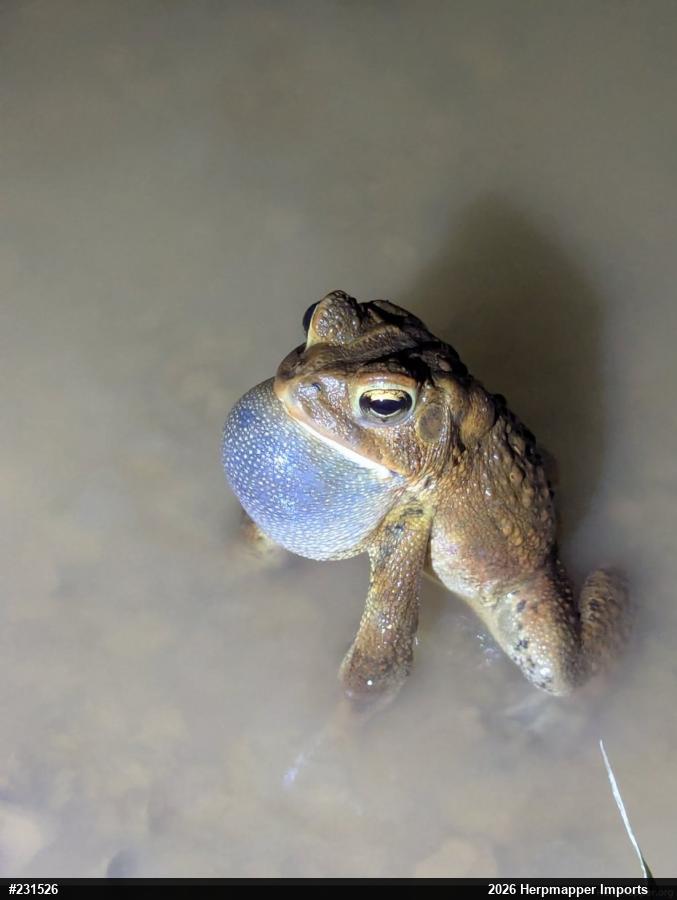 Eastern American Toad