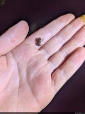 Eastern American Toad
