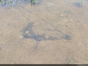 Eastern American Toad