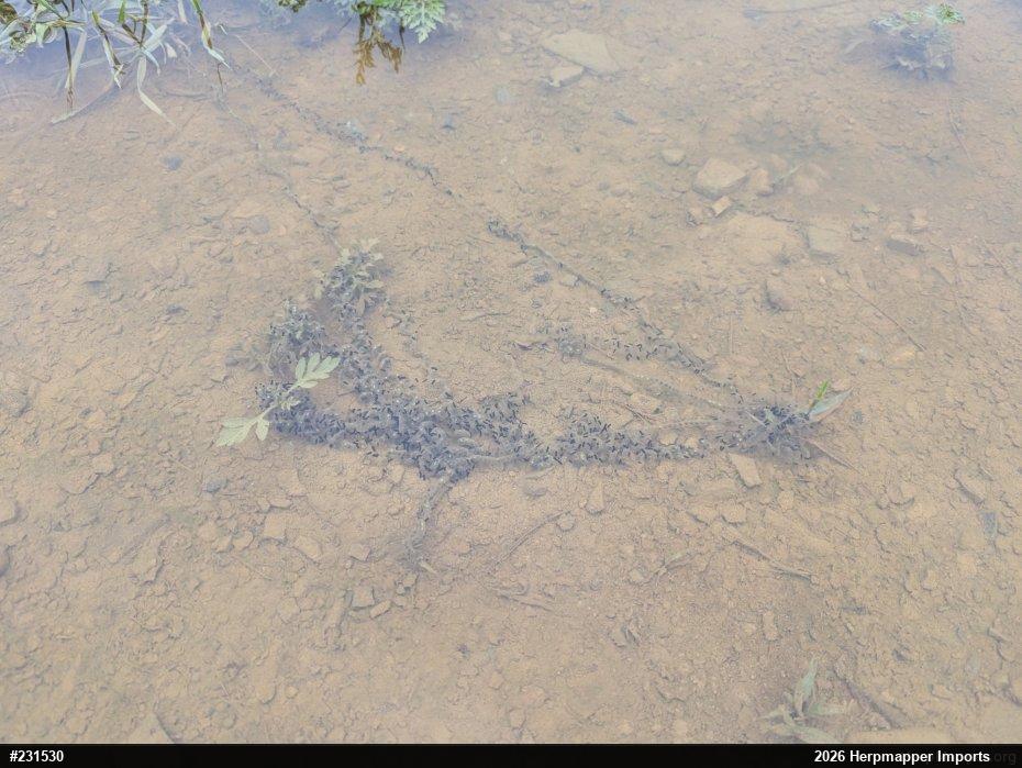 Eastern American Toad
