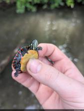 Eastern Painted Turtle