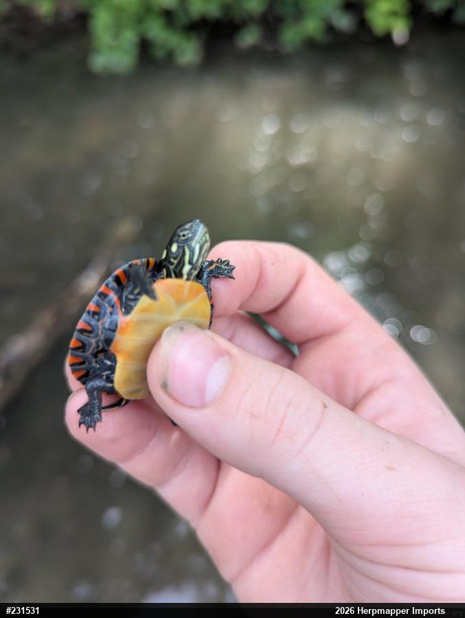 Eastern Painted Turtle