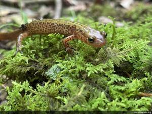 Eastern Long-tailed Salamander