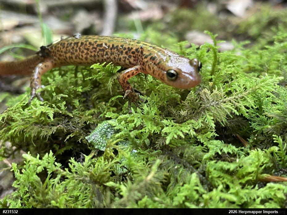 Eastern Long-tailed Salamander
