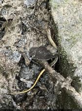 Northern Two-lined Salamander