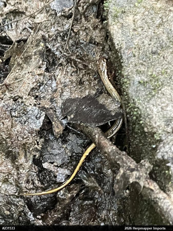Northern Two-lined Salamander