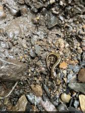 Northern Two-lined Salamander