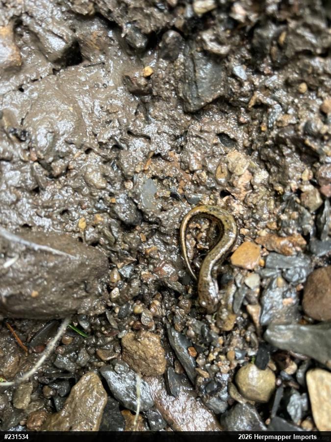 Northern Two-lined Salamander