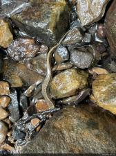 Northern Two-lined Salamander
