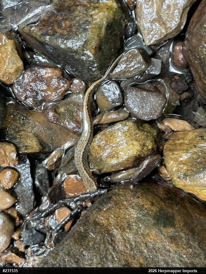 Northern Two-lined Salamander
