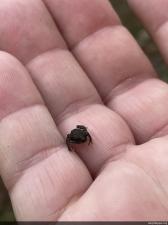 Eastern American Toad