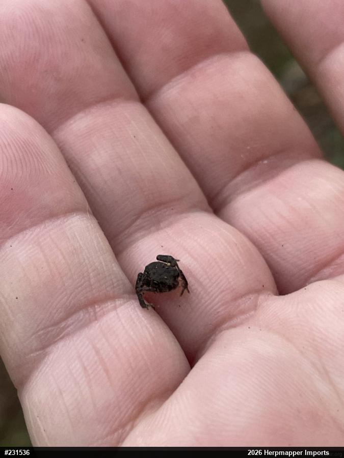 Eastern American Toad