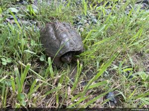 Snapping Turtle