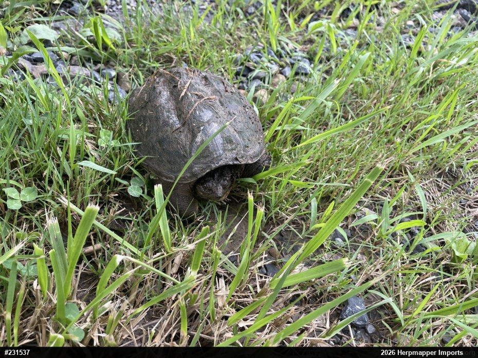 Snapping Turtle