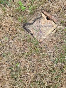 Eastern Gartersnake