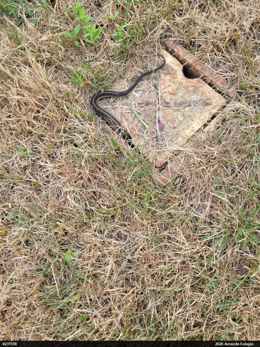 Eastern Gartersnake