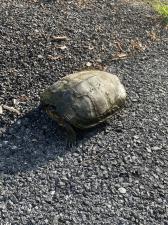 Northern Map Turtle