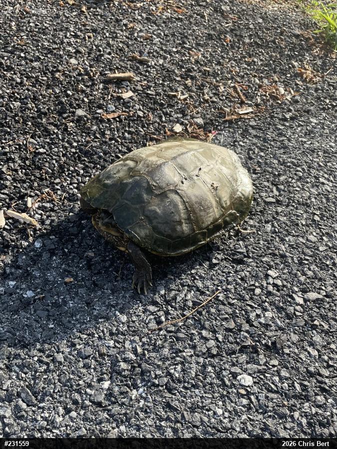 Northern Map Turtle