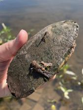 Eastern Musk Turtle